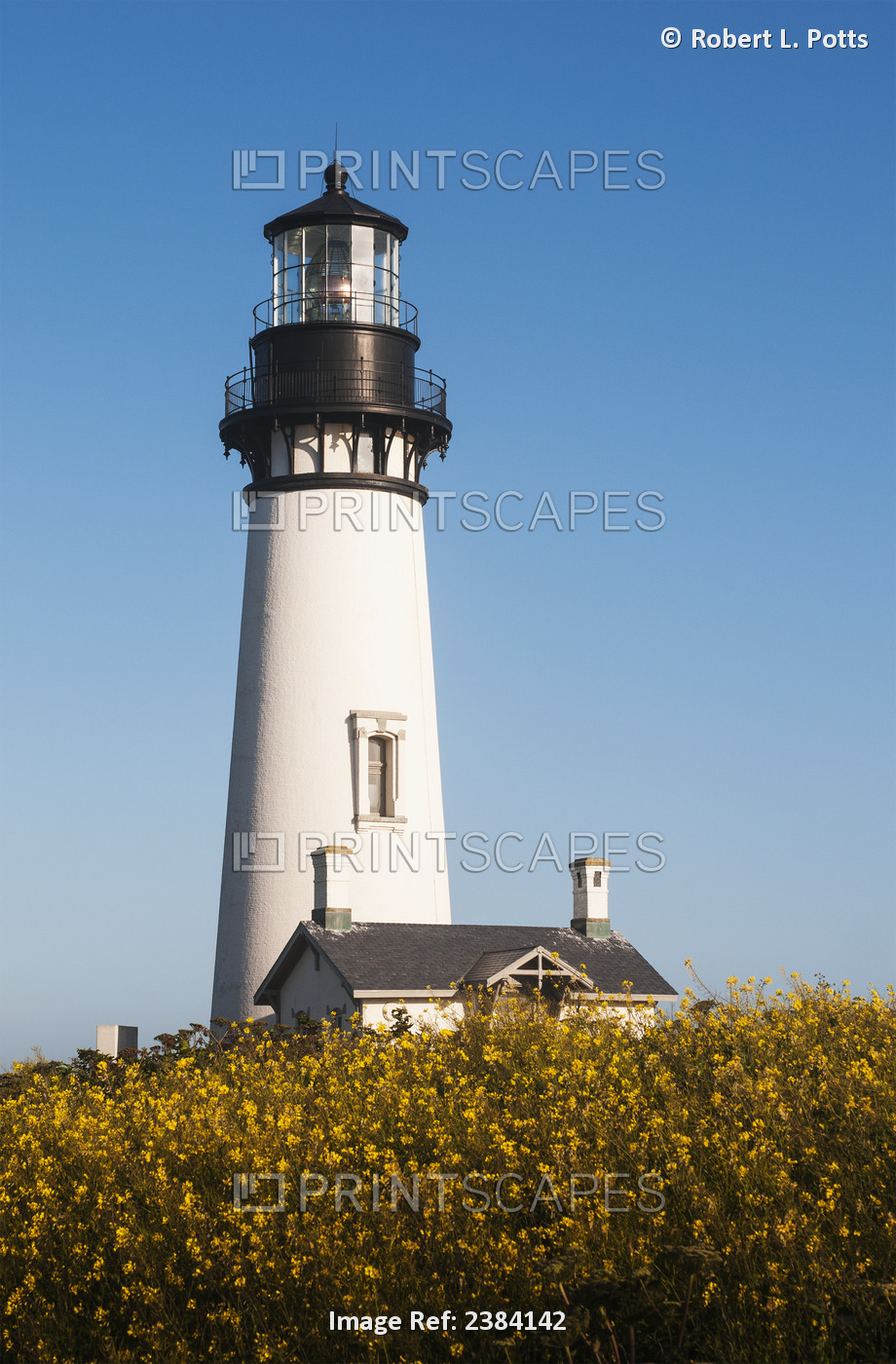 Mustards Blooms Near The Yaquina Head Lighthouse; Newport, Oregon, United ...