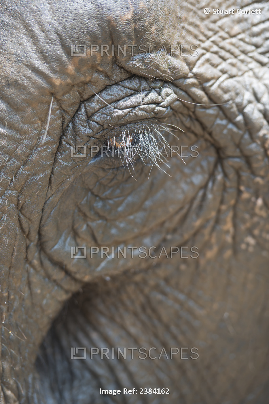 Elephant Eye; Chiang Mai, Thailand