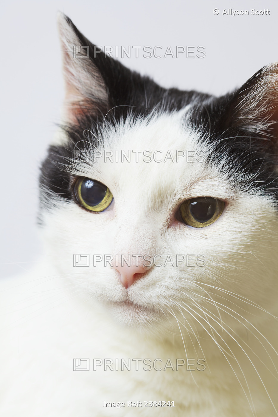 Domestic Shorthaired Cat