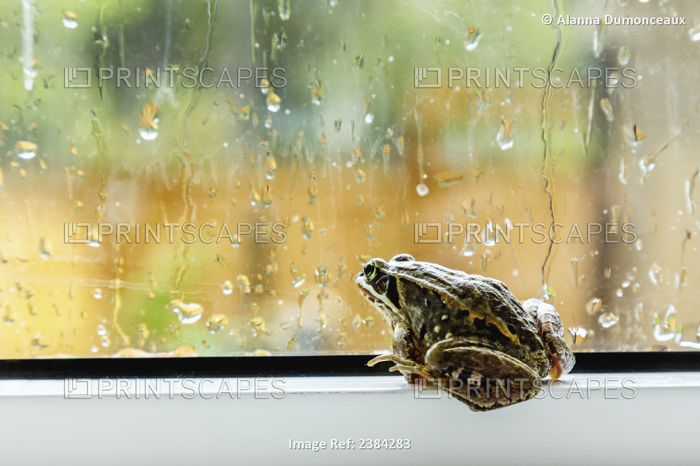 A Brown Frog Sits On A Window Ledge Looking Outside At The Rain; Fort Mcmurray, ...