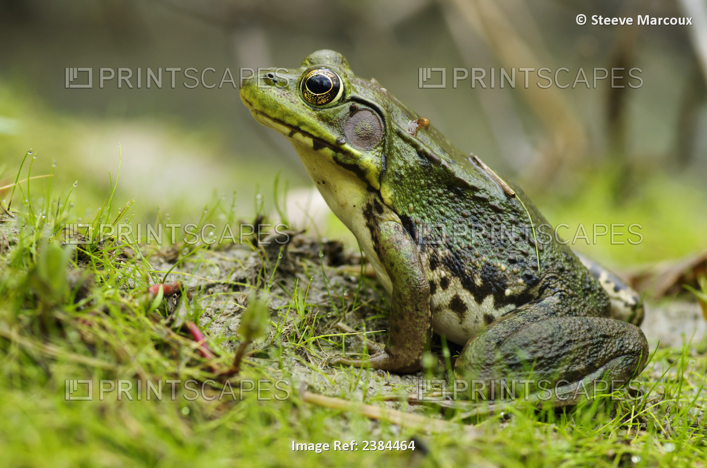 Side View Of Alert Green Frog; Vaudreuil, Quebec, Canada