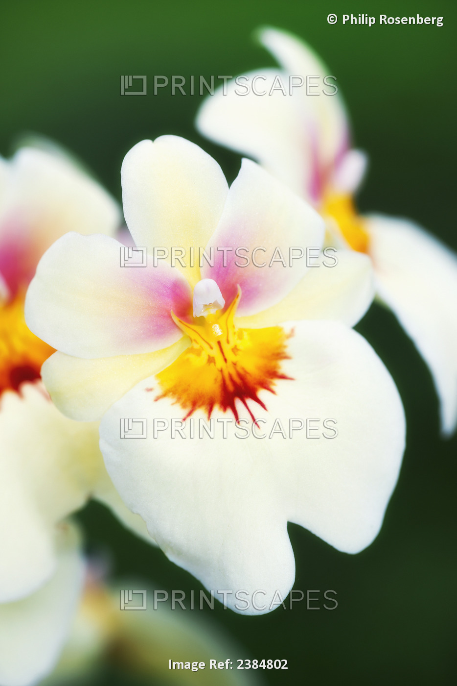White And Red Orchid; Holualoa, Big Island, Hawaii, United States Of America