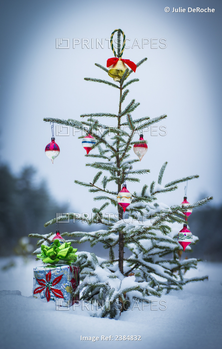 An Outdoor Pine Tree Covered In Snow And Decorated For Christmas; Ontario, ...
