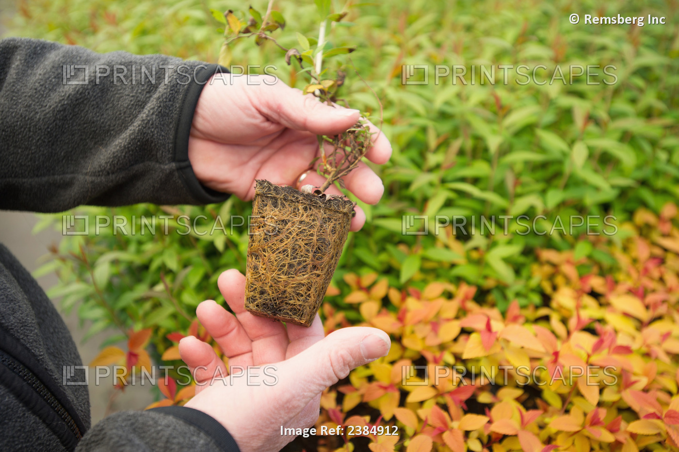 Hands Holding A Plant Plug In A Greenhouse In A Nursery; Salisbury, Maryland, ...