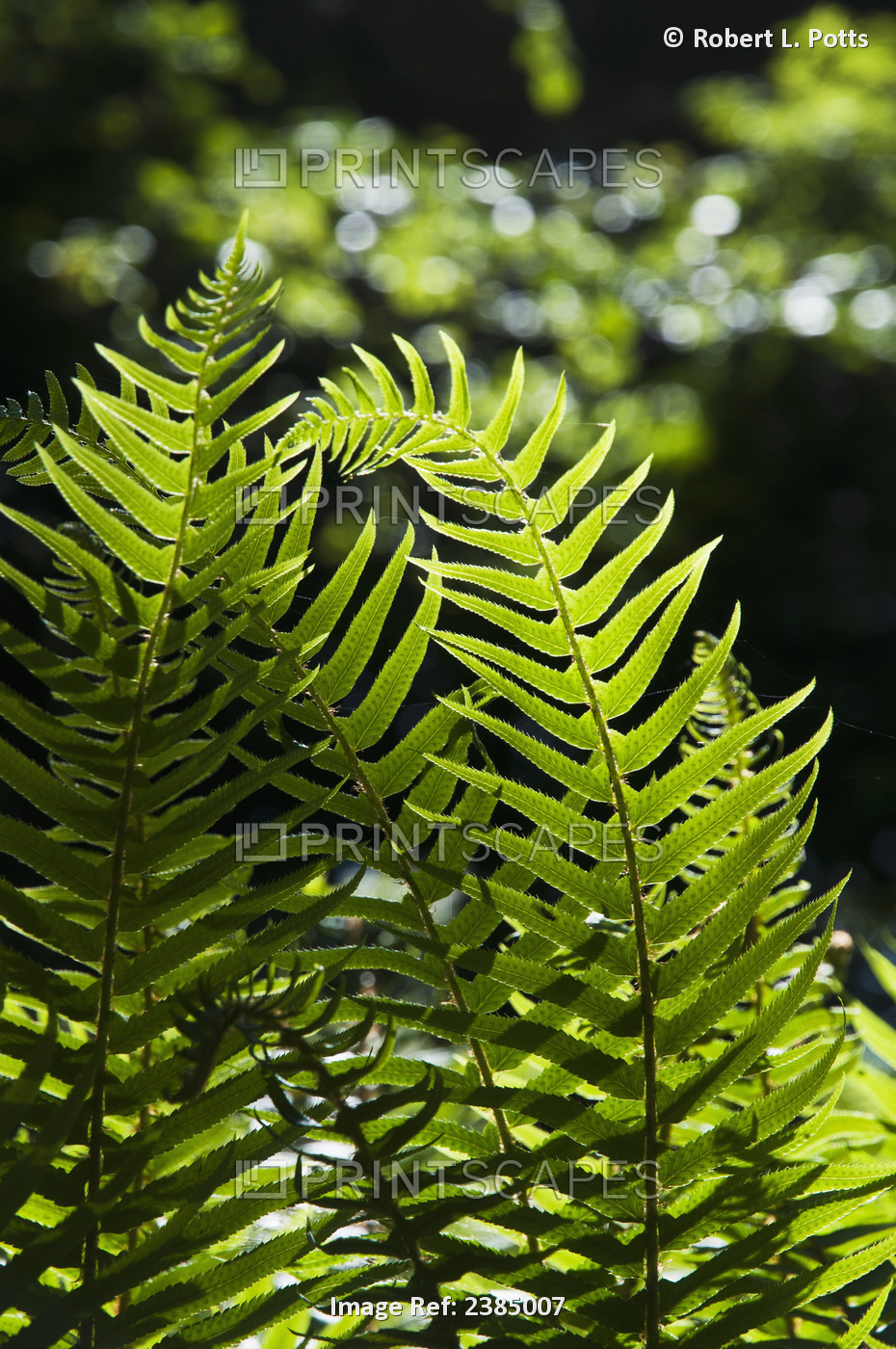Sword Fern Grows In The Forest; Elsie, Oregon, United States Of America