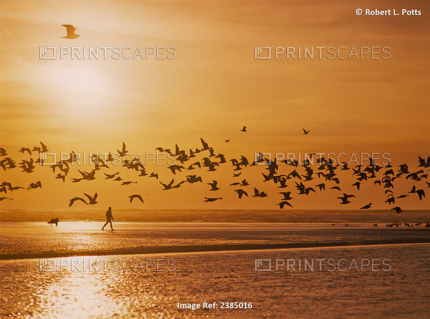 A Flock Of Birds Fly Over The Beach And Ocean As The Sun Sets At Siltcoos ...
