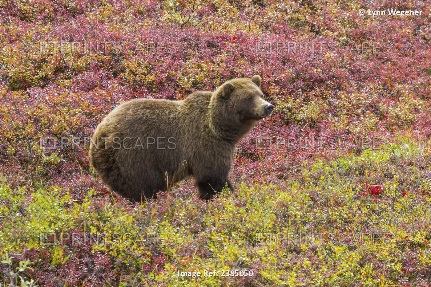 Close Up Of A Grizzly Bear (Ursus Arctos Horribilis) Standing In Colorful Red ...