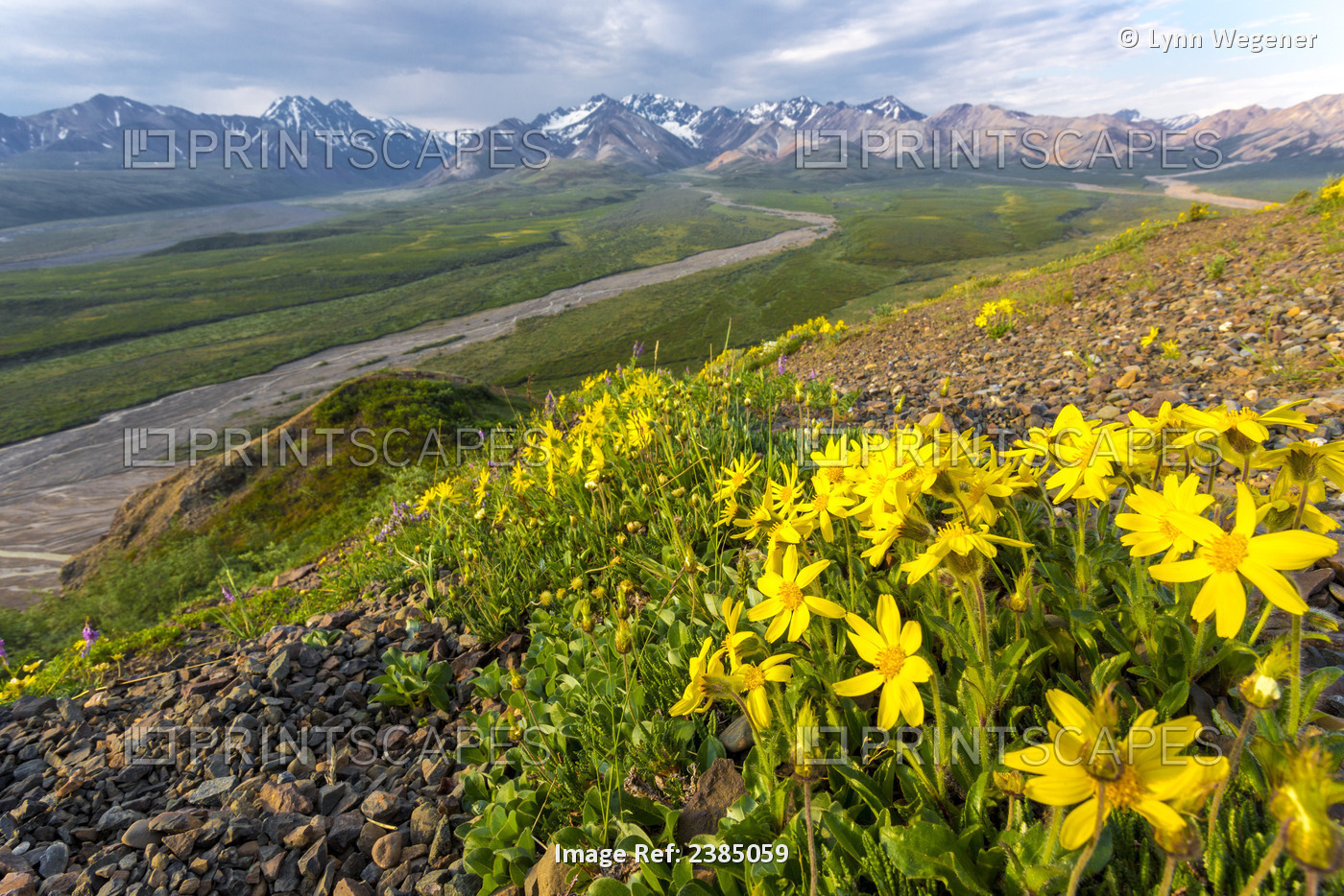 View Of Yellow Alpine Arnica On A Steep Slope With Polychrome Pass In The ...