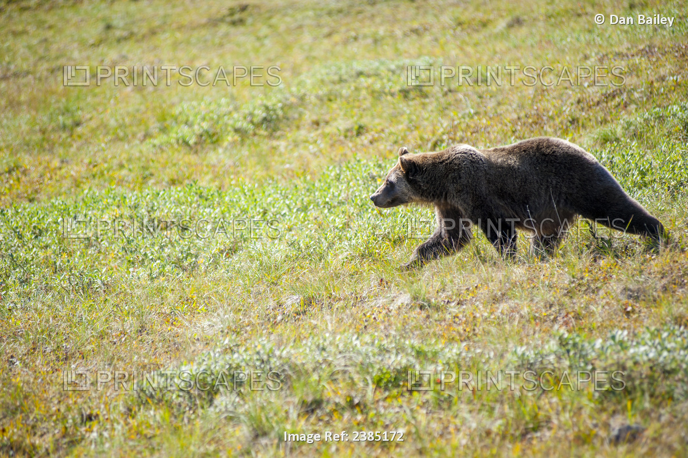 Grizzly Bear On The Tundra, Denali National Park, Southcentral, Alaska, Fall