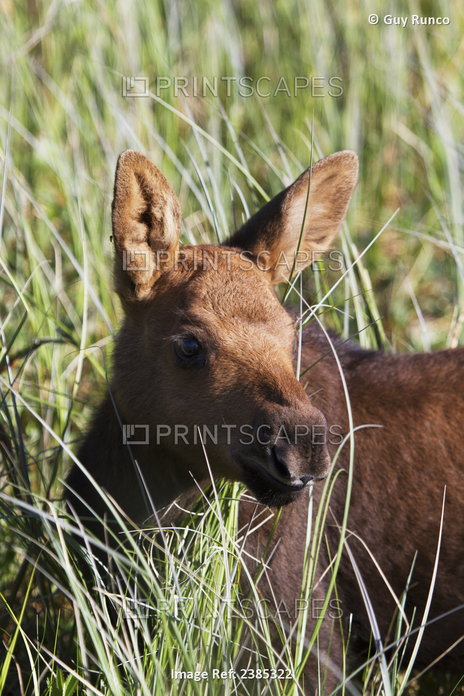 A Young Calf Moose Wanders Through Green Grass; Palmer, Alaska, United States ...