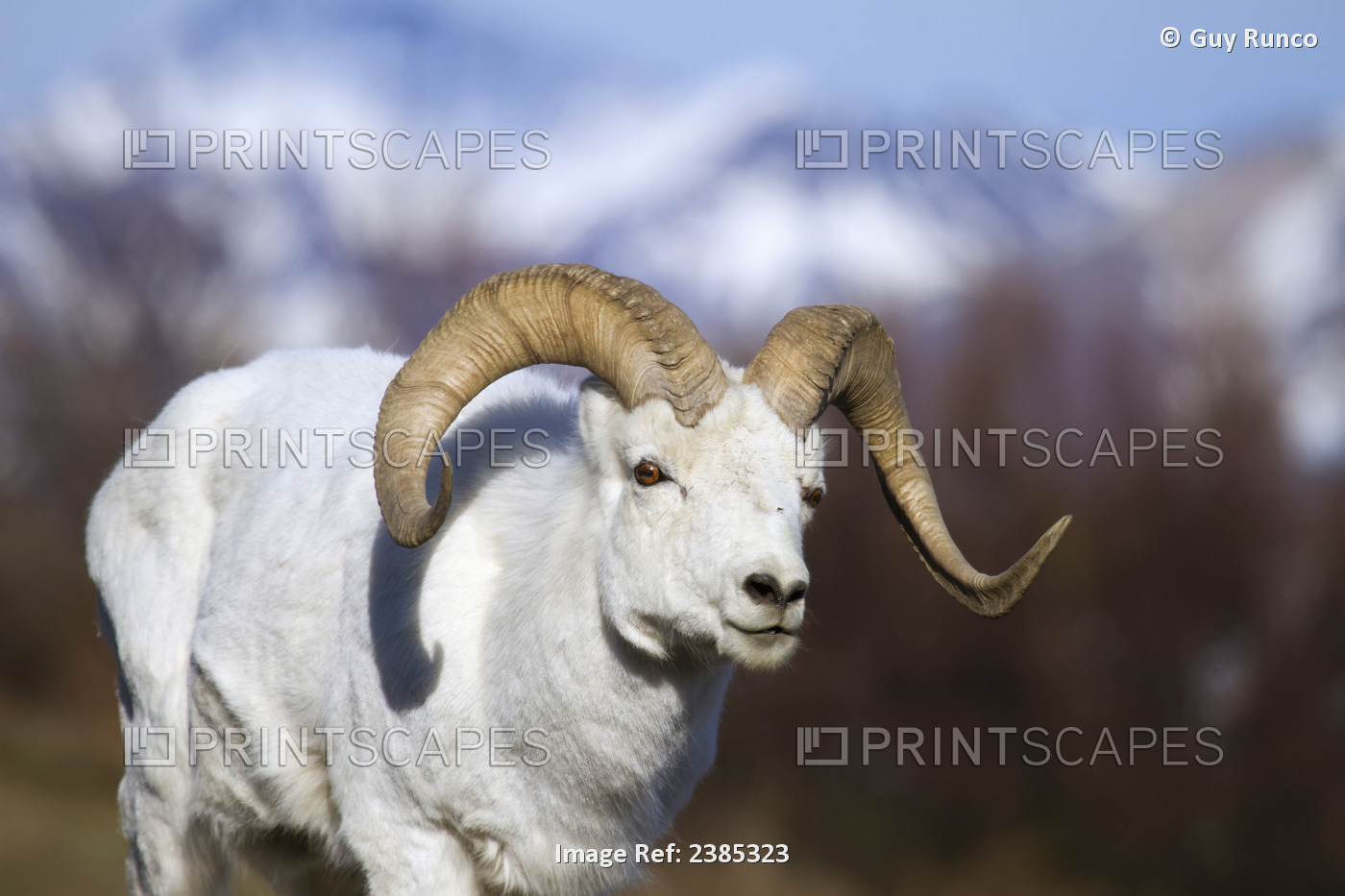 A Dall Sheep (Ovis Dalli) Ram Walking Along The Road On A Warm Spring Day In ...