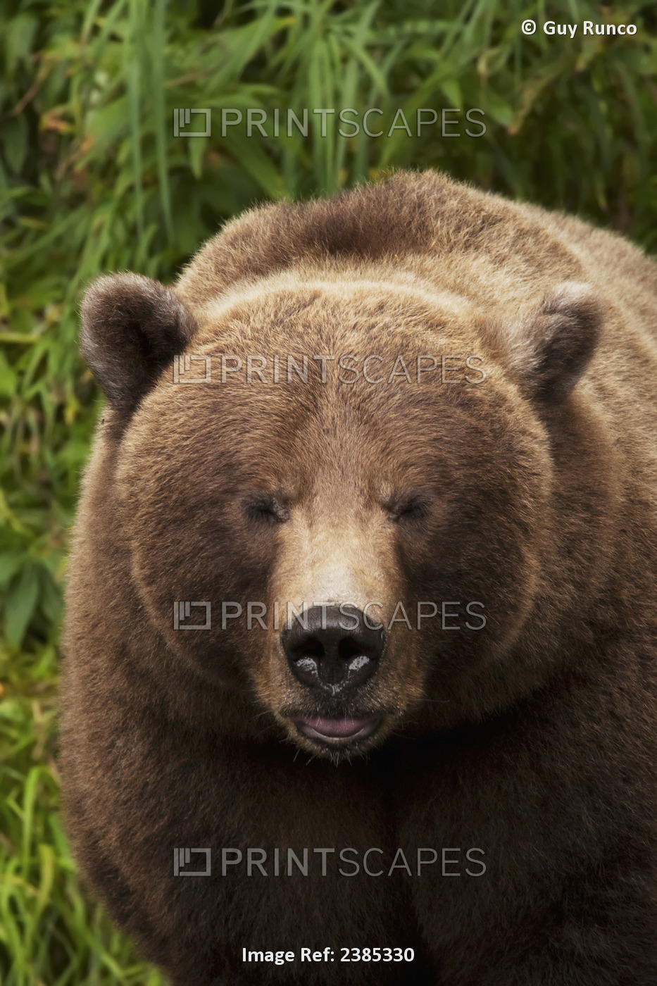 Close Up Of A Brown Bear Fishing Along The Russian River, Kenai Peninsula, ...