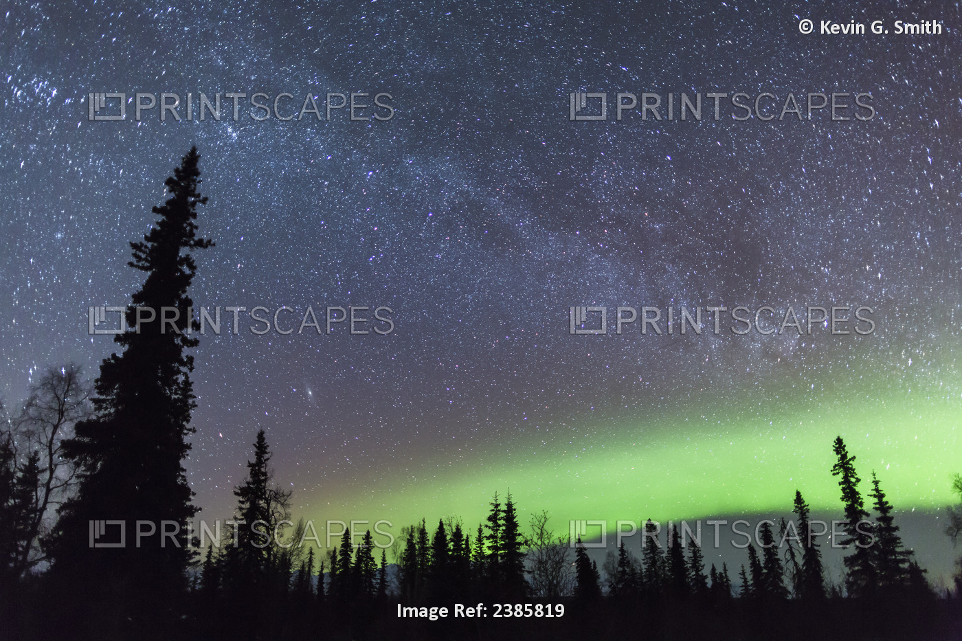 Northern Lights With Silhouetted Trees In The Foreground, Viewed From ...