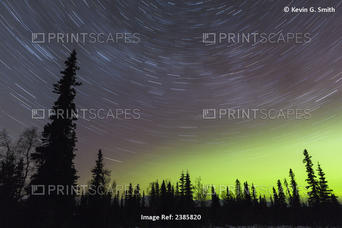 Northern Lights And Star Trails In The Sky With Silhouetted Trees In The ...