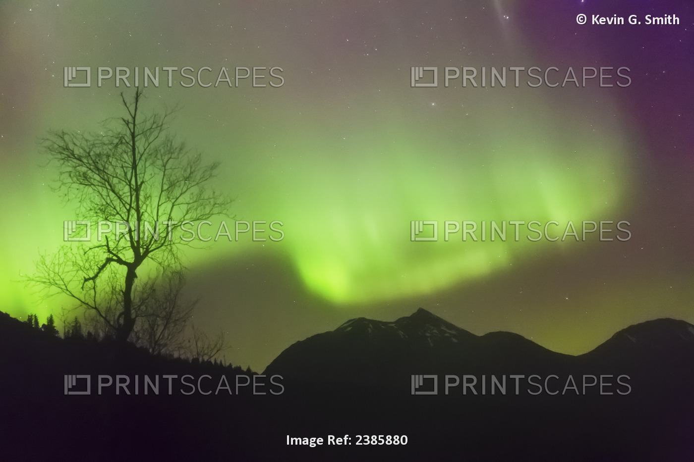 Northern Lights In The Sky Above Moose Pass, Silhouetted Trees And The Kenai ...