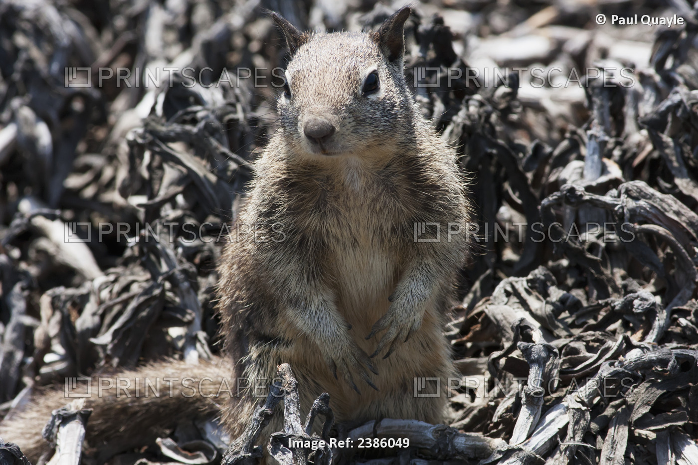 An Alert Squirrel; California, United States Of America