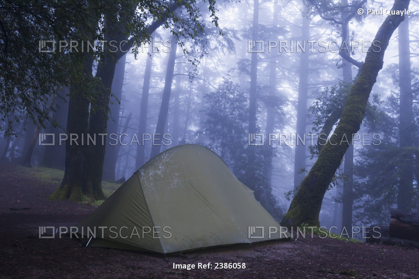 A Tent In A Foggy Forest; California, United States Of America