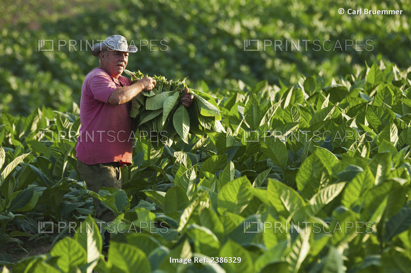 Farmer Picking Tobacco Leaves In The Valley Of Vinales; Vinales, Cuba