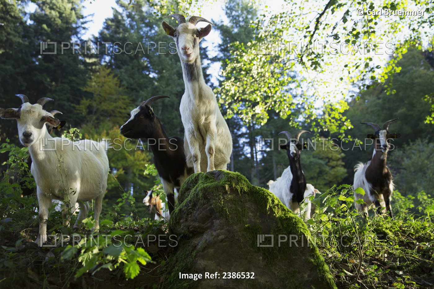 Goats Near St. Ulrich, Black Forest; Germany
