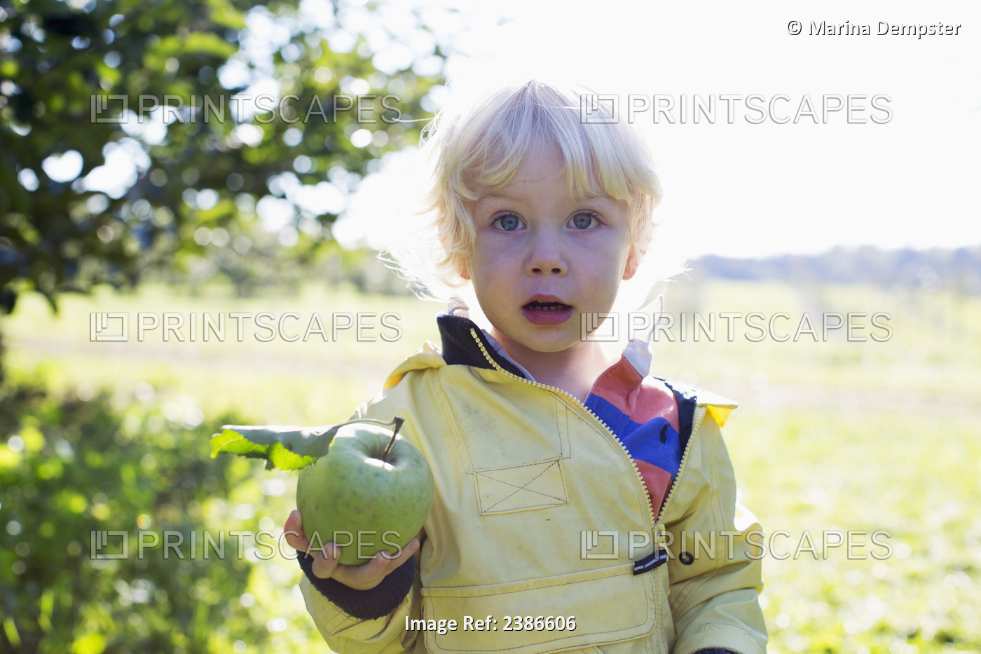 2-Year-Old Boy Holds Freshly Picked Apple In Orchard; Ontario, Canada