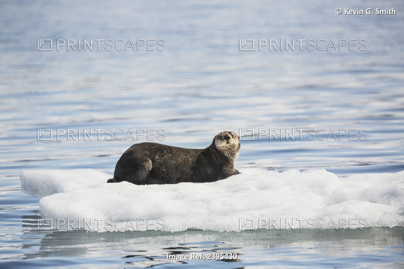 A Sea Otter (Enhydra Lutris) Resting On A Calved Piece Of Glacier Ice Floating ...