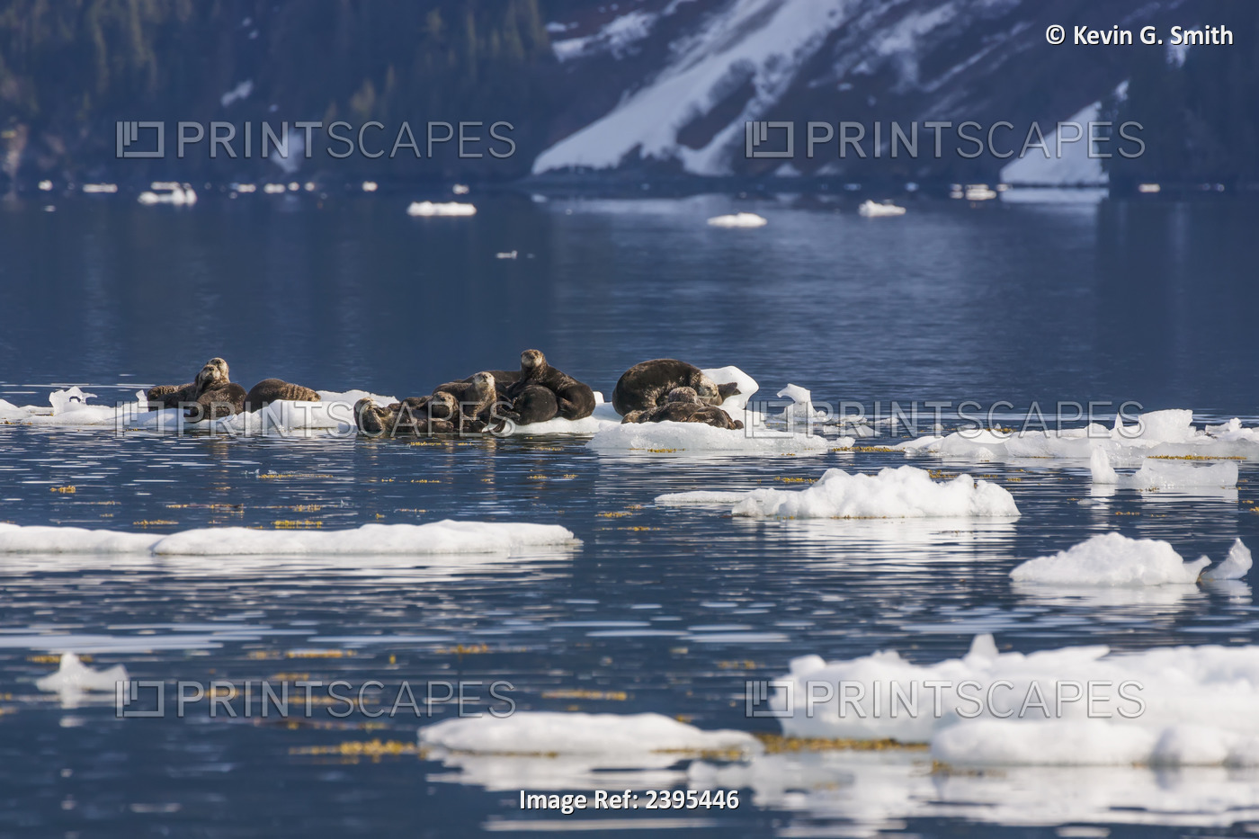 A Of Sea Otters Resting On Bits Of Calved Glacier Ice Floating In Barry Arm, ...