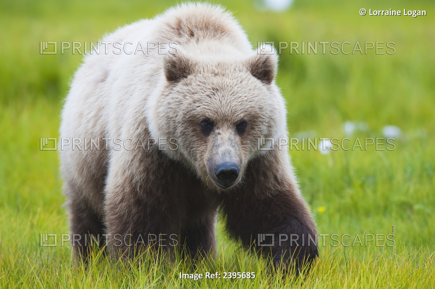 Adult Brown Bear Walking Amongst Grasses, Hallo Bay, Katmai National Park, ...