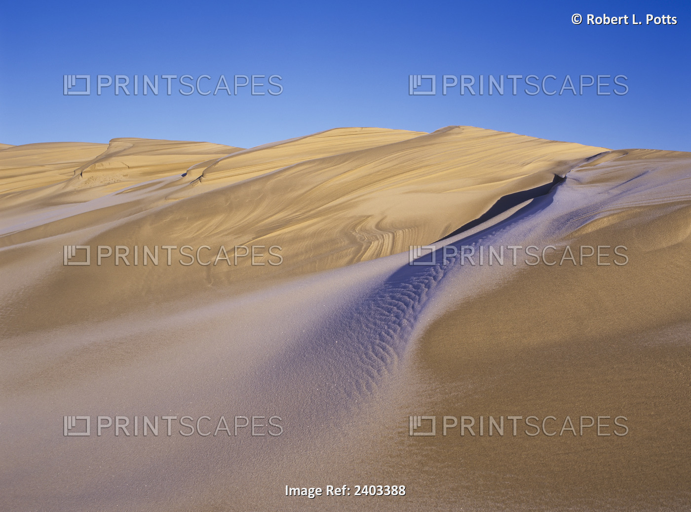 Frost Accents The Sand Dunes In Oregon Dunes National Recreation Area; ...