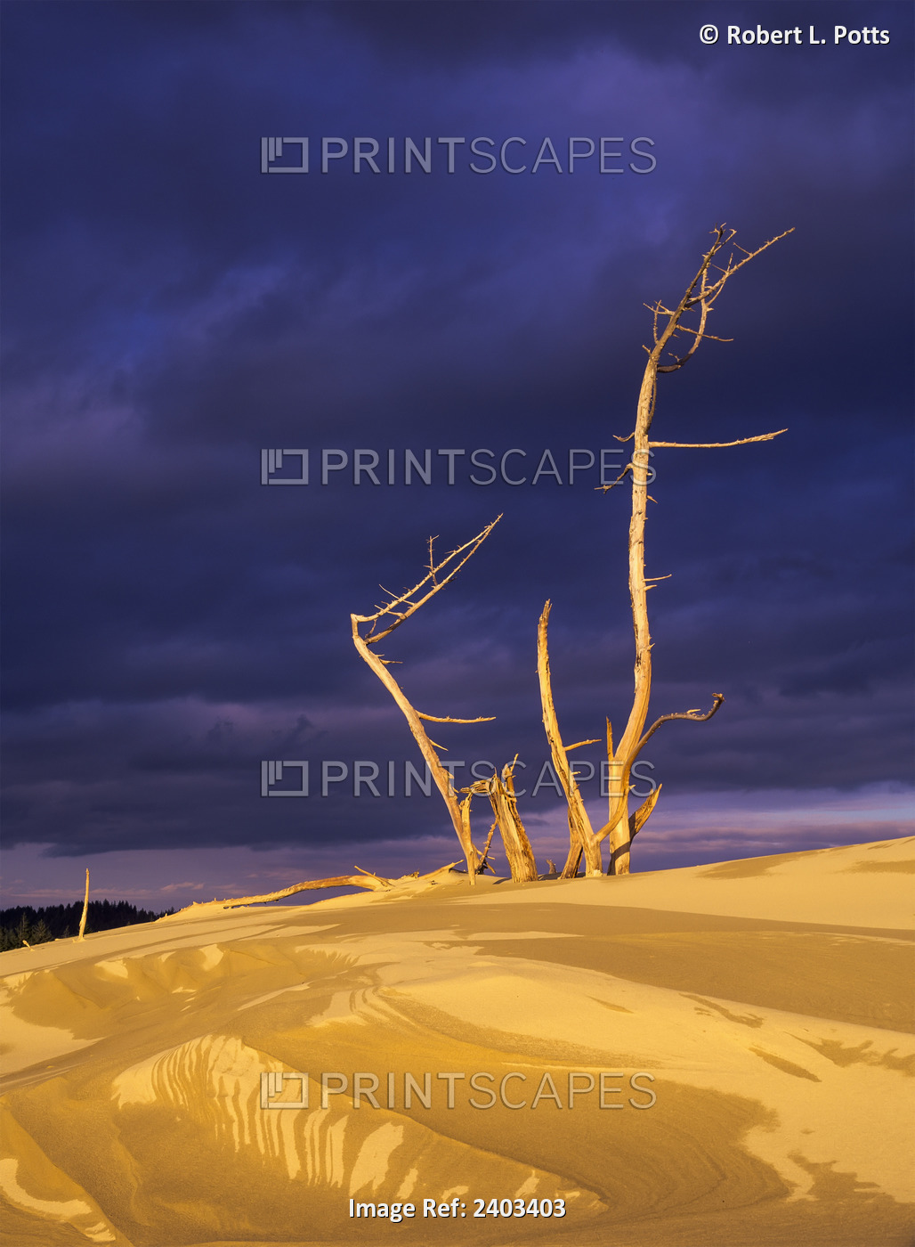 Dramatic Light Strikes The Sand Dunes With Storm Clouds Overhead, Oregon Dunes ...