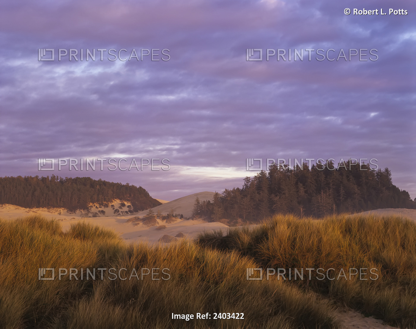 Afternoon Light Warms The Umpqua Dunes, Oregon Dunes National Recreation Area; ...