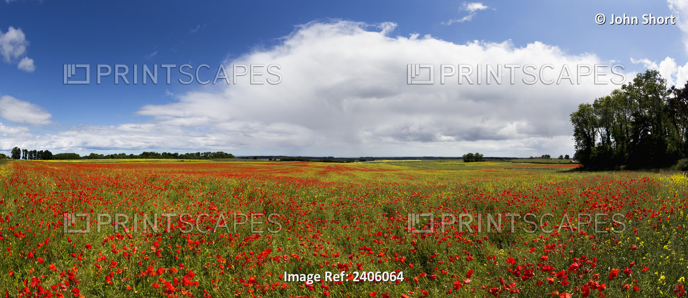 A Field Of Red Wildflowers; Northumberland, England