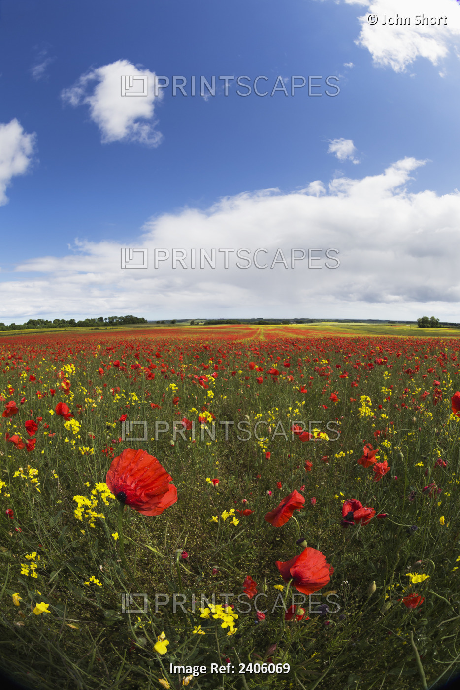 A Field Of Red And Yellow Wildflowers; Northumberland, England