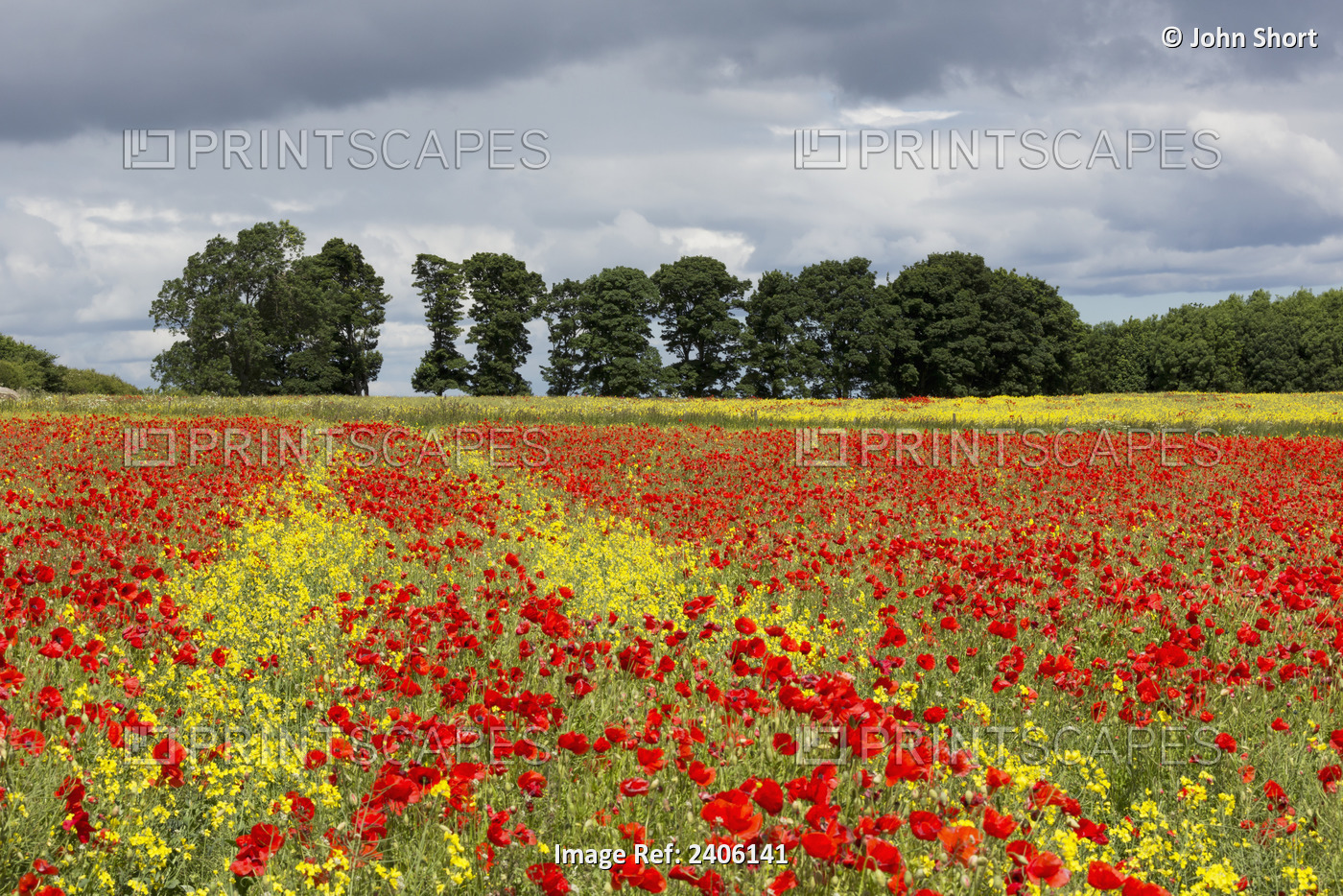 A Field With An Abundance Of Red And Yellow Flowers; Northumberland, England