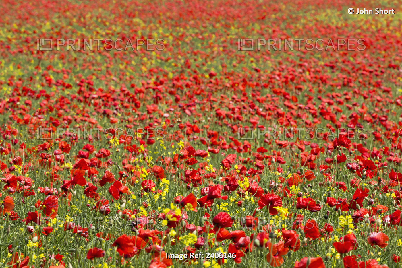 An Abundance Of Red And Yellow Flowers Growing In A Field; Northumberland, ...