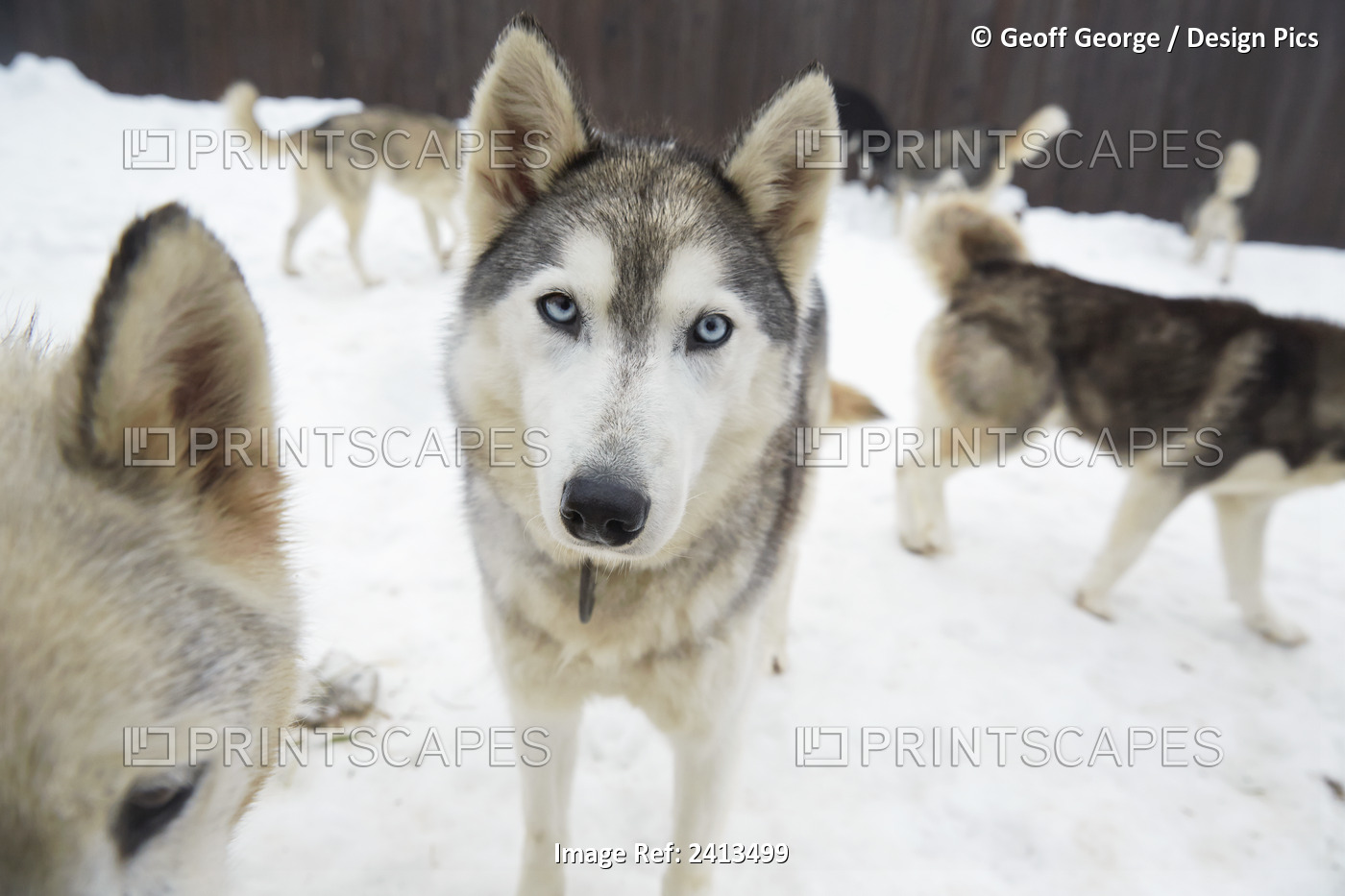 Sled Dogs At The Haliburton Forest And Wildlife Reserve; Ontario, Canada