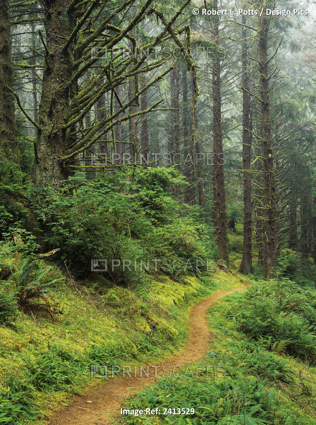 A Hiking Trail Passes Through A Forest Of Sitka Spruce Trees; Reedsport, ...