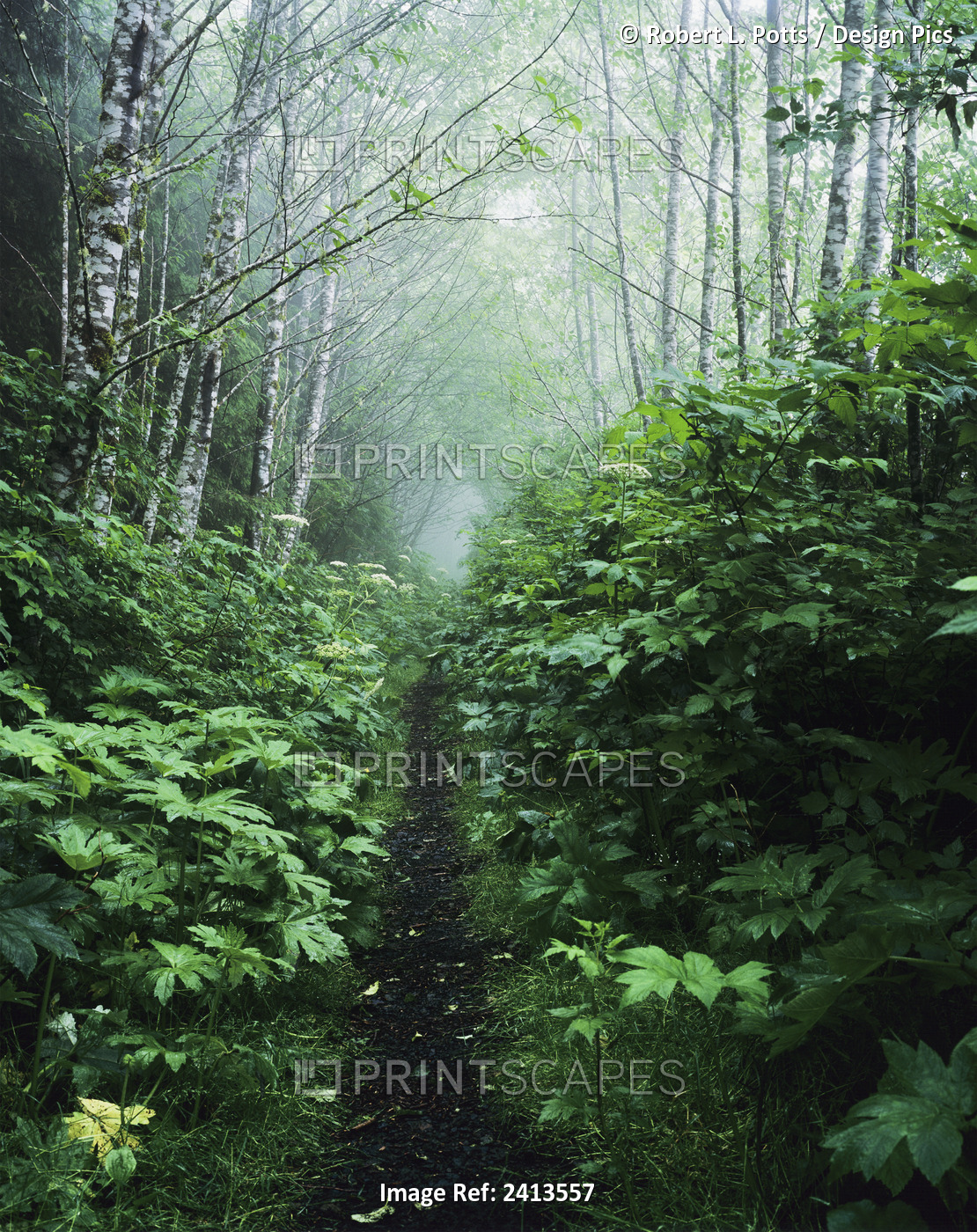 A Hiking Trail Passes Through The Forest; Florence, Oregon, United States Of ...