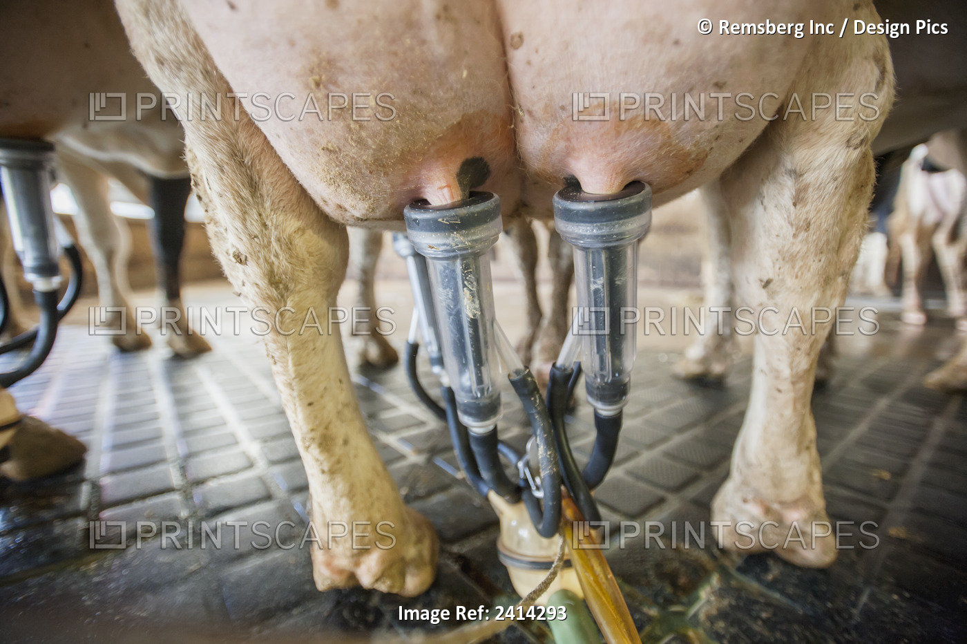 Close Up Of Milking Equipment Attached To Dairy Cow; Ridgely, Maryland, United ...