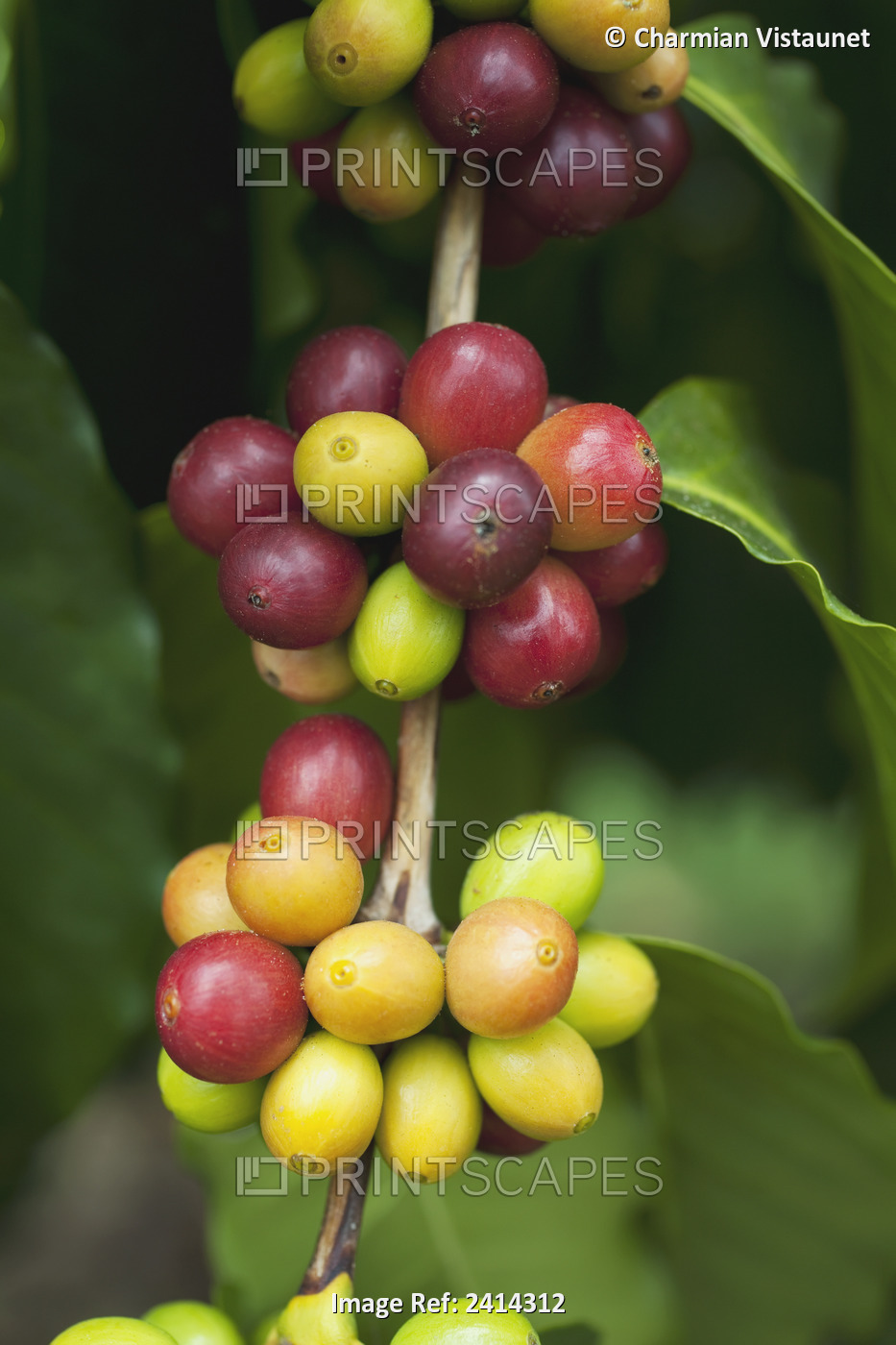 Kona Coffee Cherries Growing On Trees; Kailua-Kona, Island Of Hawaii, Hawaii, ...