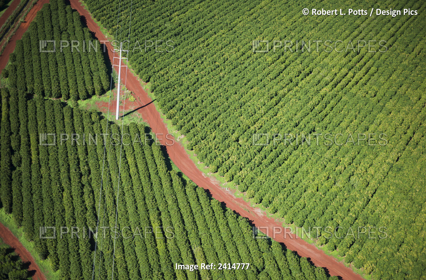 Coffee Trees Grow On Kauai; Port Allen, Kauai, Hawaii, United States Of America