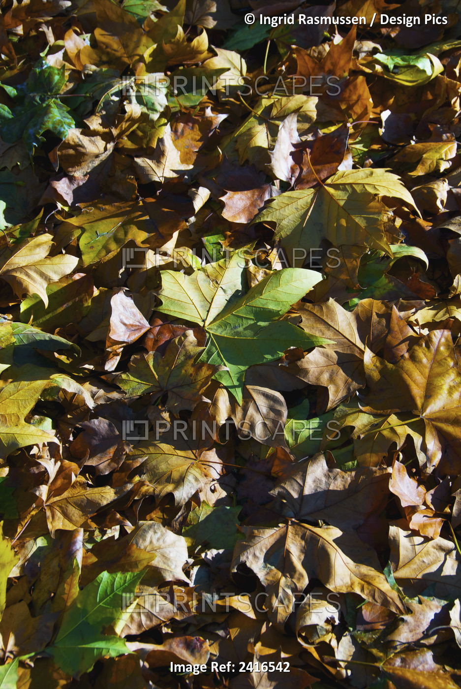 Brown And Green Fallen Leaves On The Ground In Autumn; Ireland