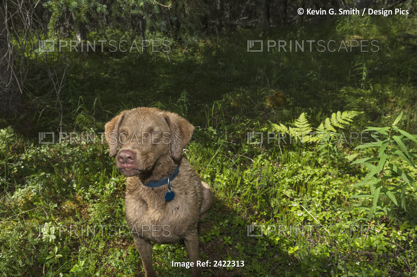 Chesepeak Bay Retriever Sitting In A Forest Waiting For A Stick To Be Thrown In ...