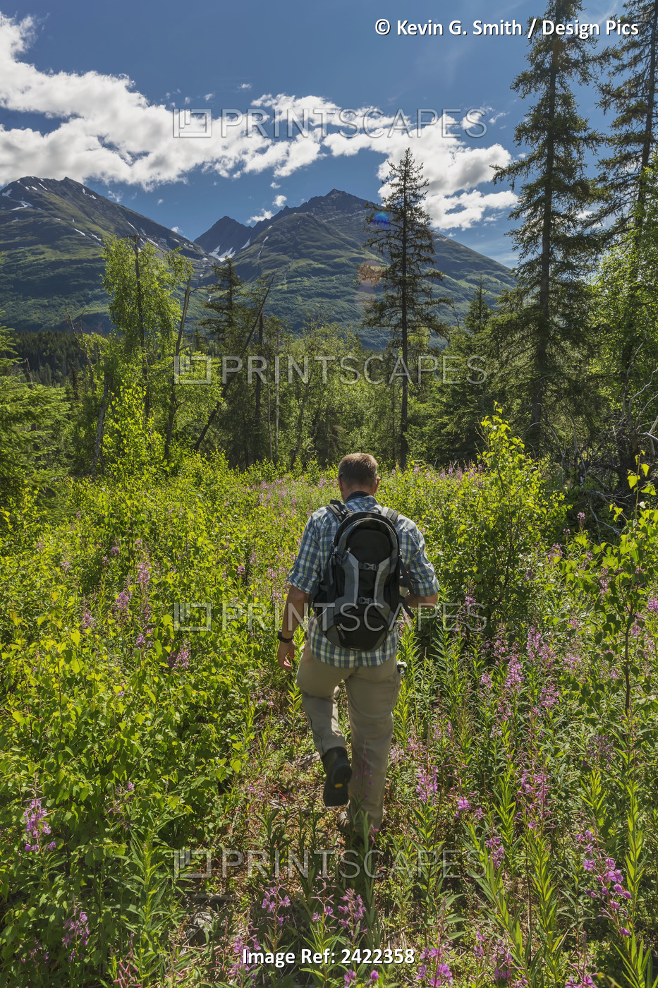 Man Hiking Through A Fireweed Field With The Kenai Mountains In The Back ...