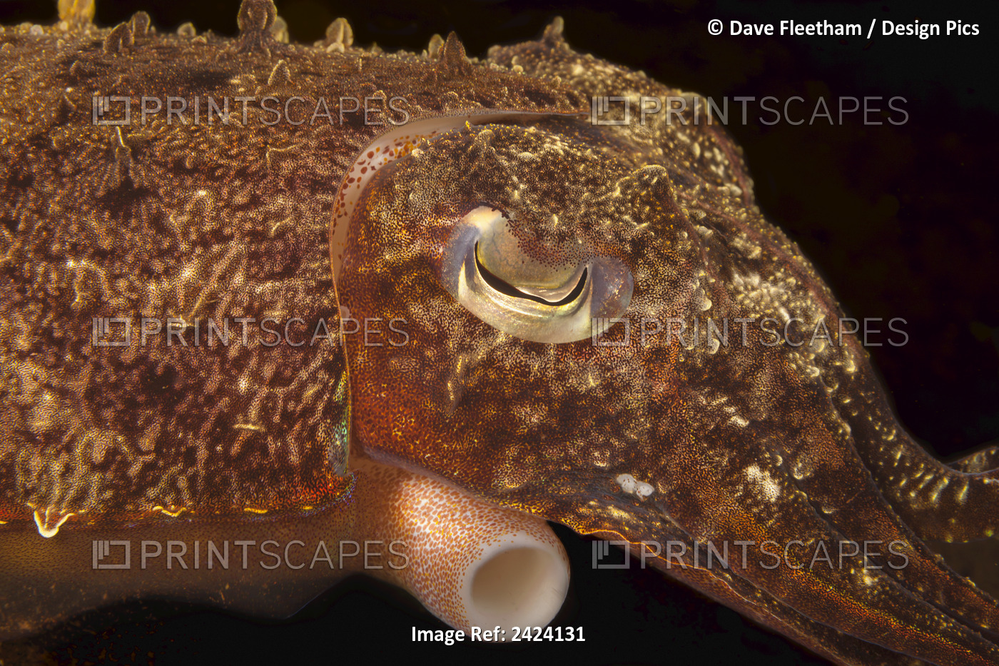 A Broadclub Cuttlefish (Sepia Latimanus); Bali, Indonesia