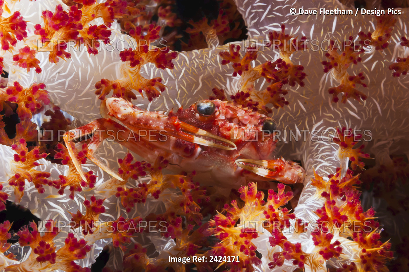 A Spider Crab Photographed At Night On Alcyonarian Coral; Raja Ampat, Indonesia