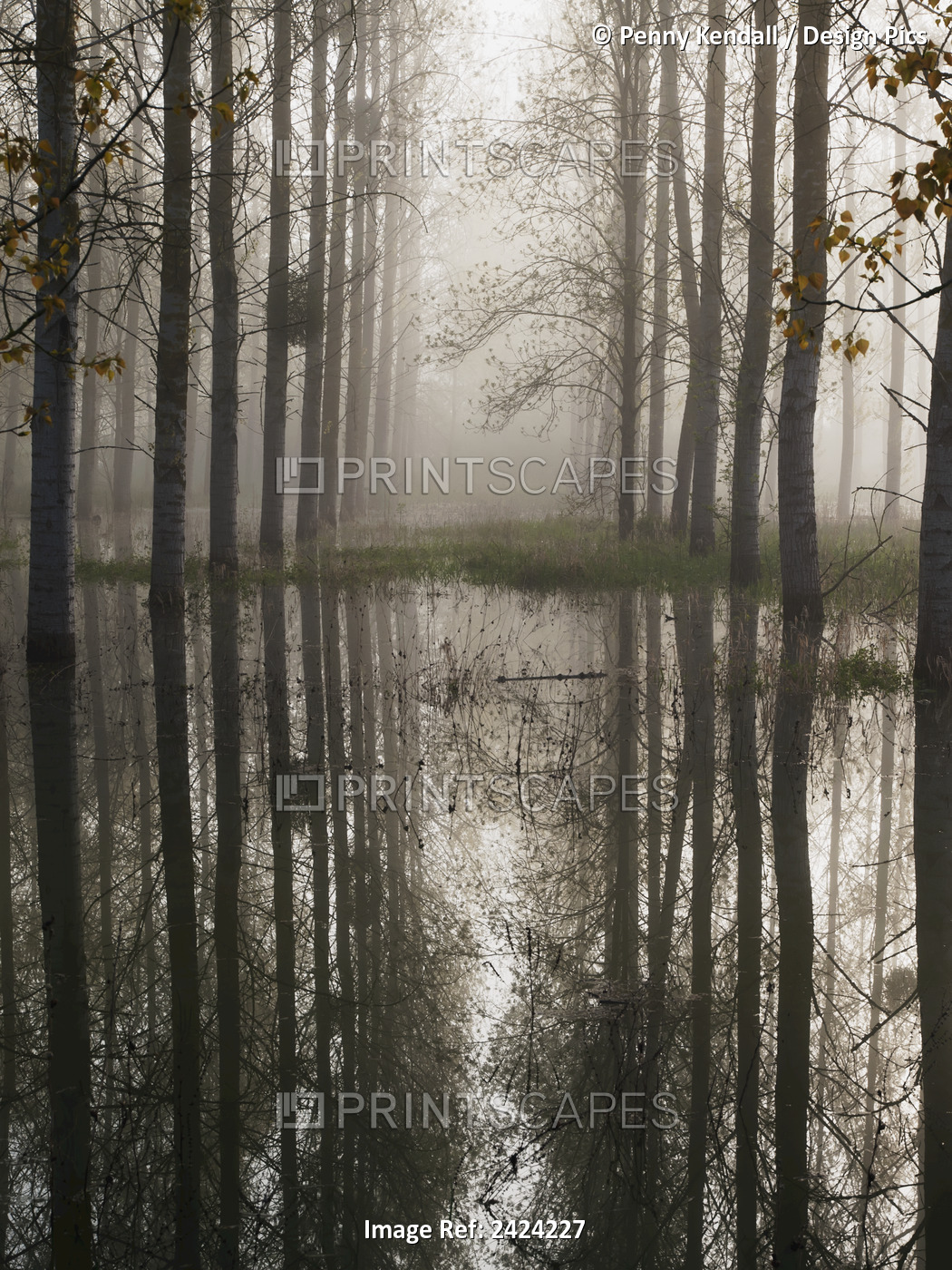 Flooded Forest In Spring With Early Morning Mist; France