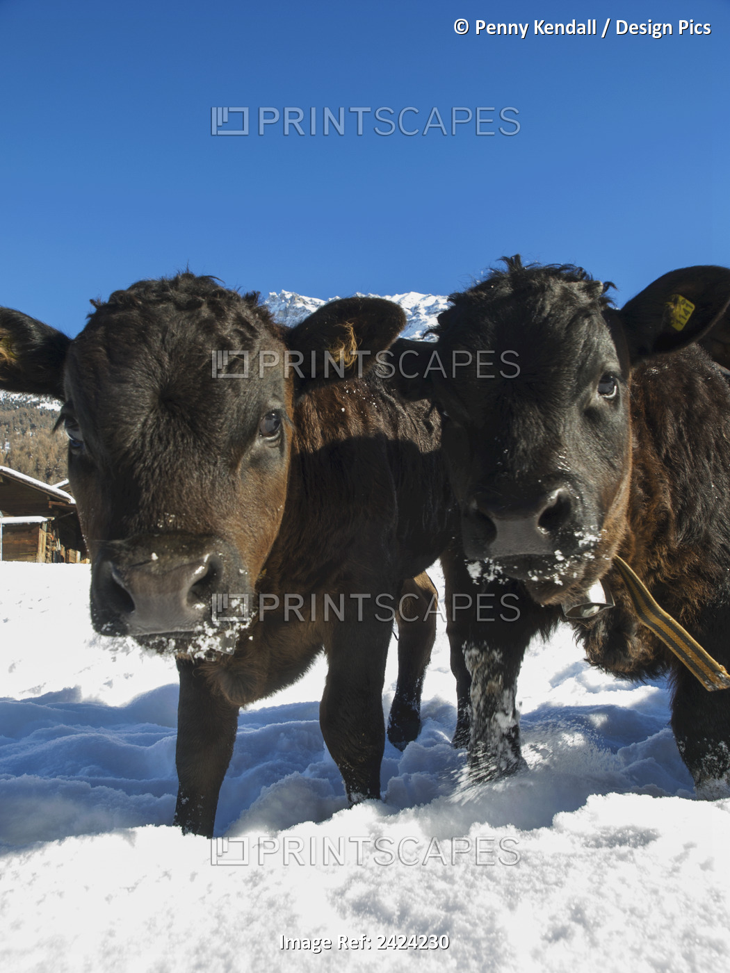 Group Portrait Of Two Young, Brown And Black Heren Calves In Snowy Field; Zinal ...