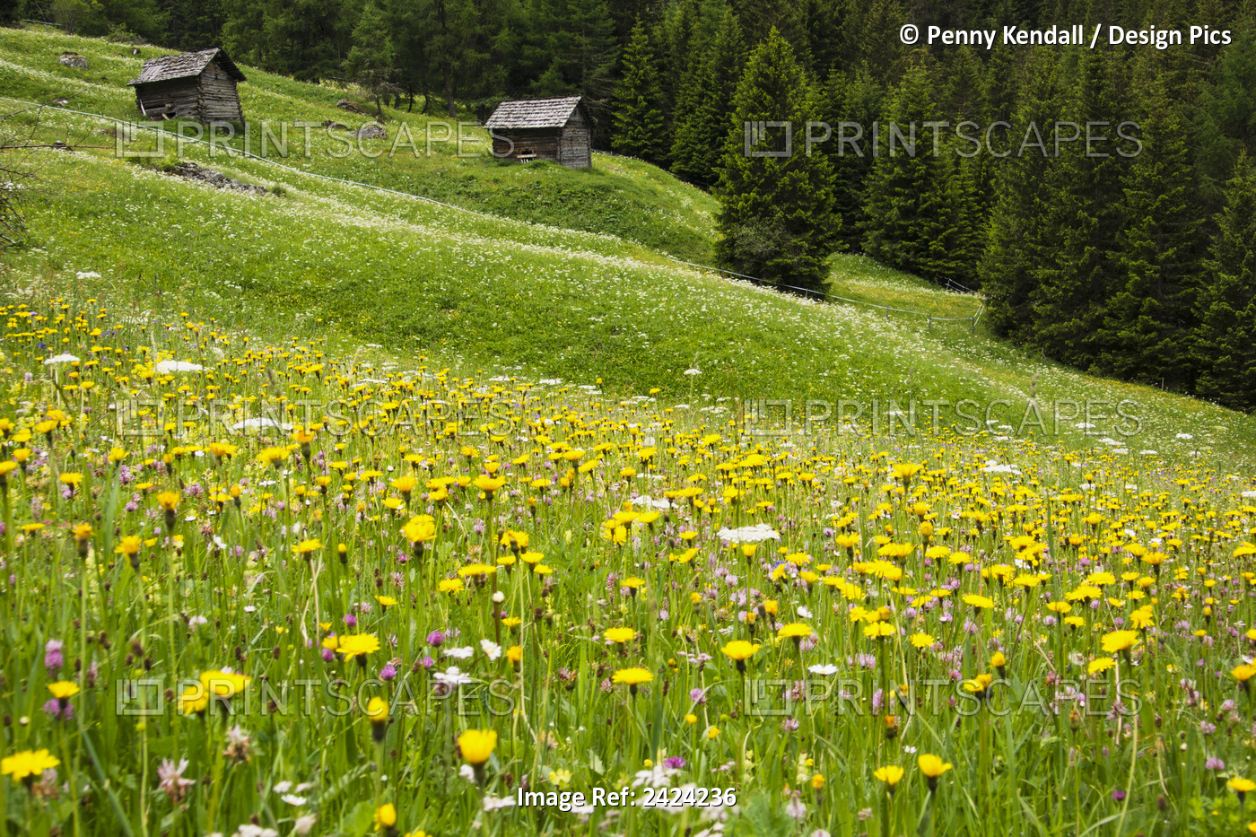 Summer Flower Meadows With Alpine Chalets And Barns; Zinal, Switzerland