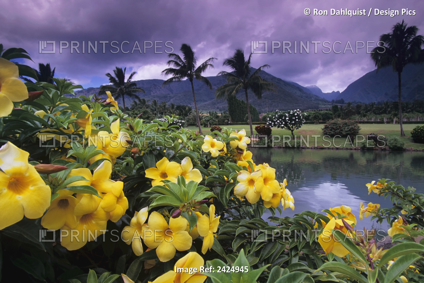 Hawaii, Maui, Yellow Flowers At The Waikapu Valley Tropical Plantation