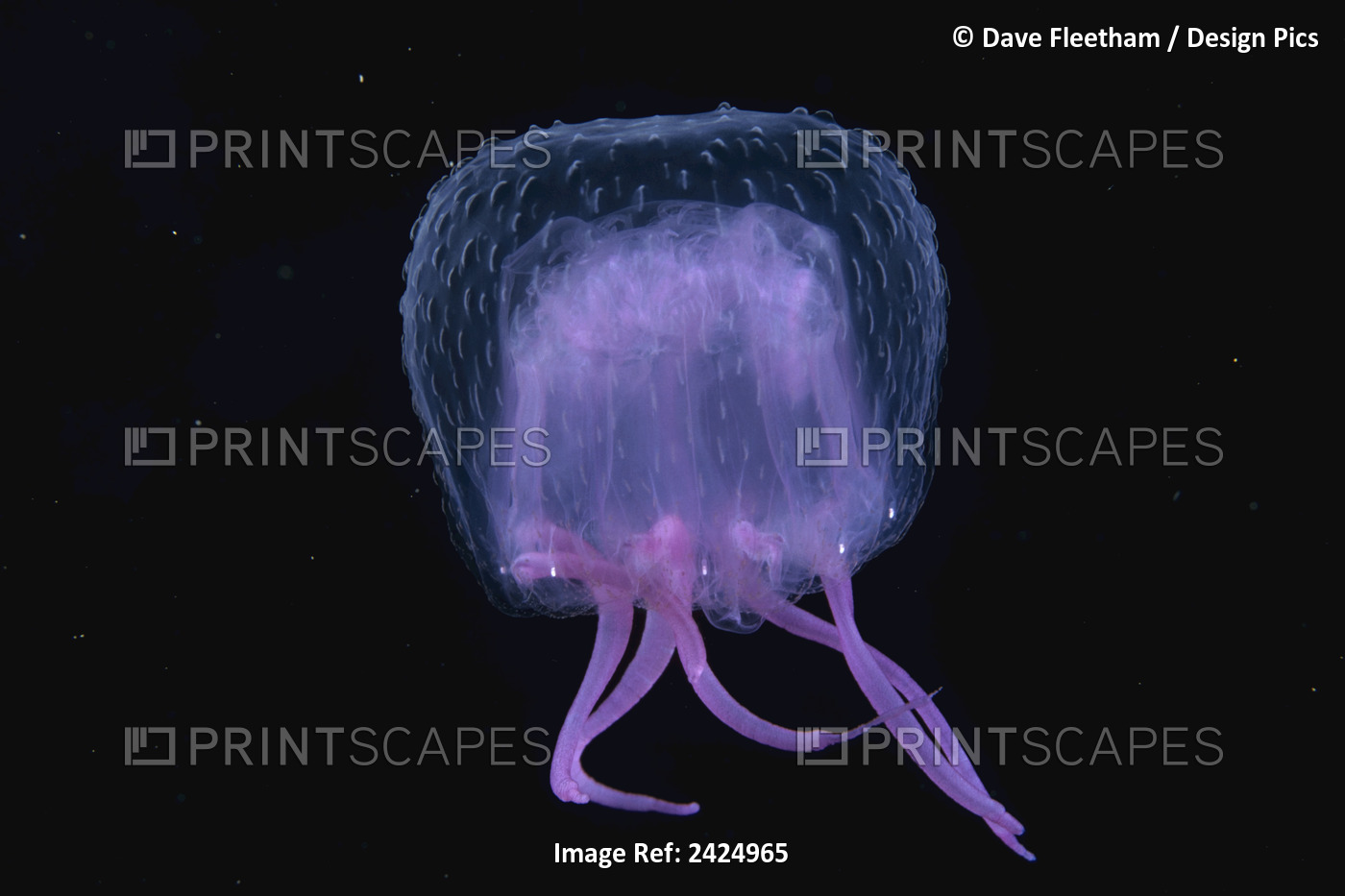 Hawaii, Pink Jellyfish, Black Background